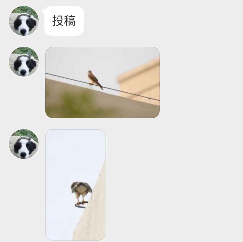 #鸟粉投稿# 楼顶上的红隼（翘屁嫩隼寻找自己的好朋友咕咕🧐 ​​​