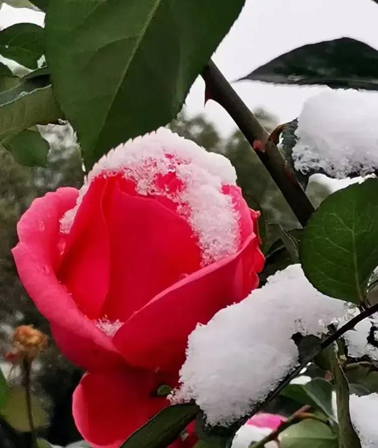 内蒙古武川县的韩俊清，一位热爱诗词的普通女性，在第六个中国人民警察节到来之际，用