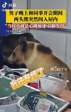 “现实版‘熊出没’！”在西藏那曲，一男子和同事开会时，突然房门被推开，当大家看到