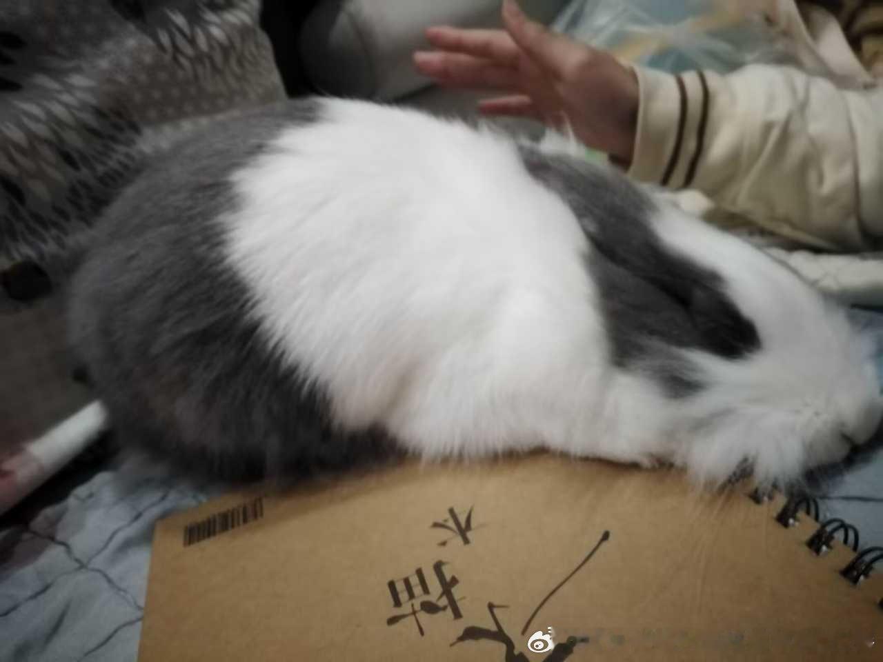 13715🐇【只是】摸睡着了 