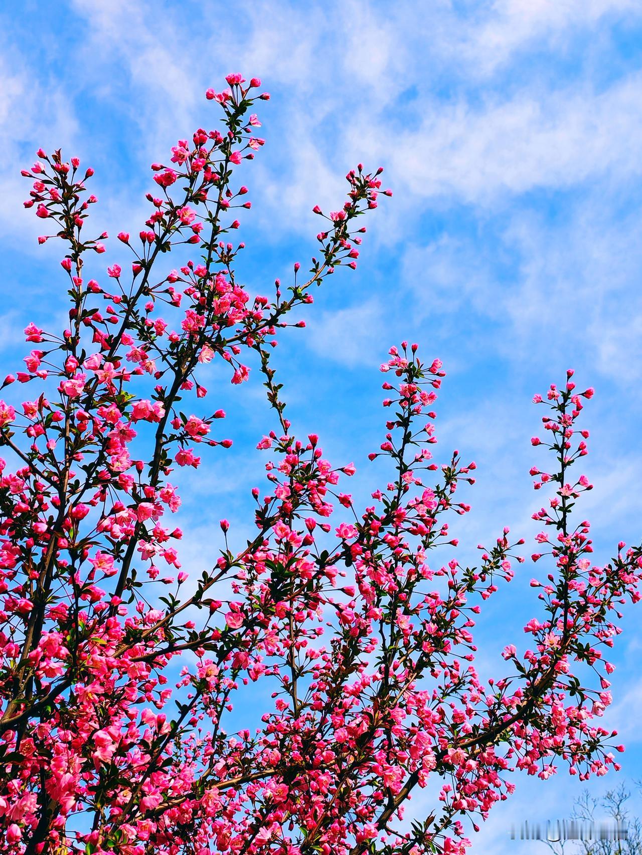 粉嫩的花朵在蓝天下绽放，春天的气息扑面而来！🌸🌿