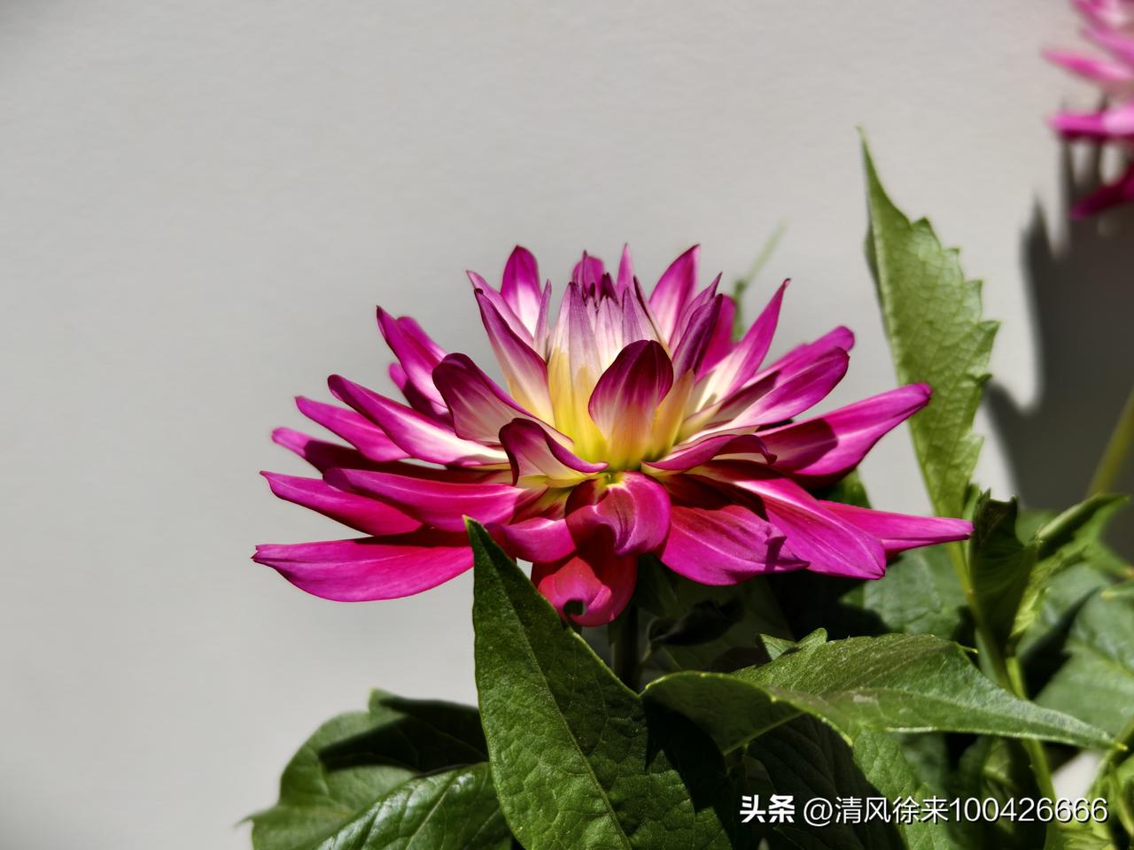 真心话茶局大丽花开得热烈，像把整个春天的光都捧在了手心。