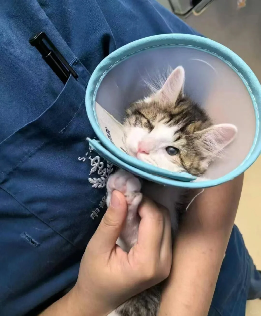 wink小猫找领养
