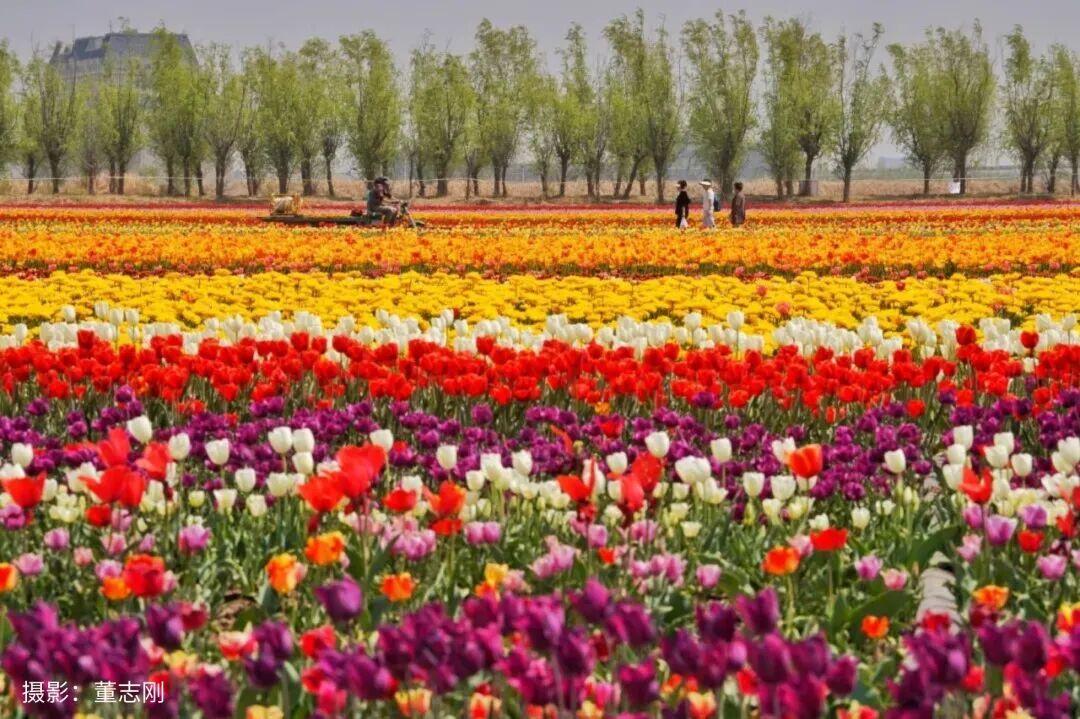第二届花海里·青岛空港郁金香生活节将于2026年4月6日在青岛胶东国际机场旁·花