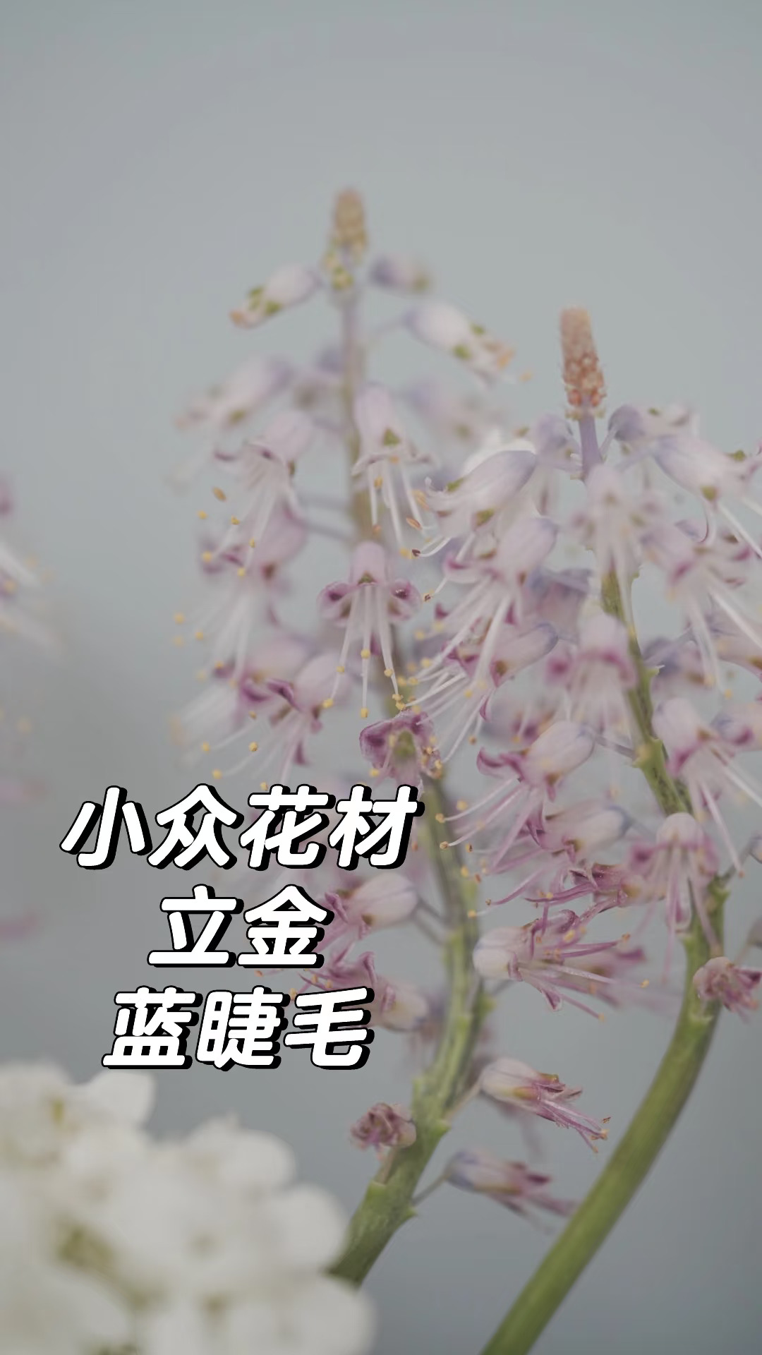 长得像天仙的花🌸🌸🌸