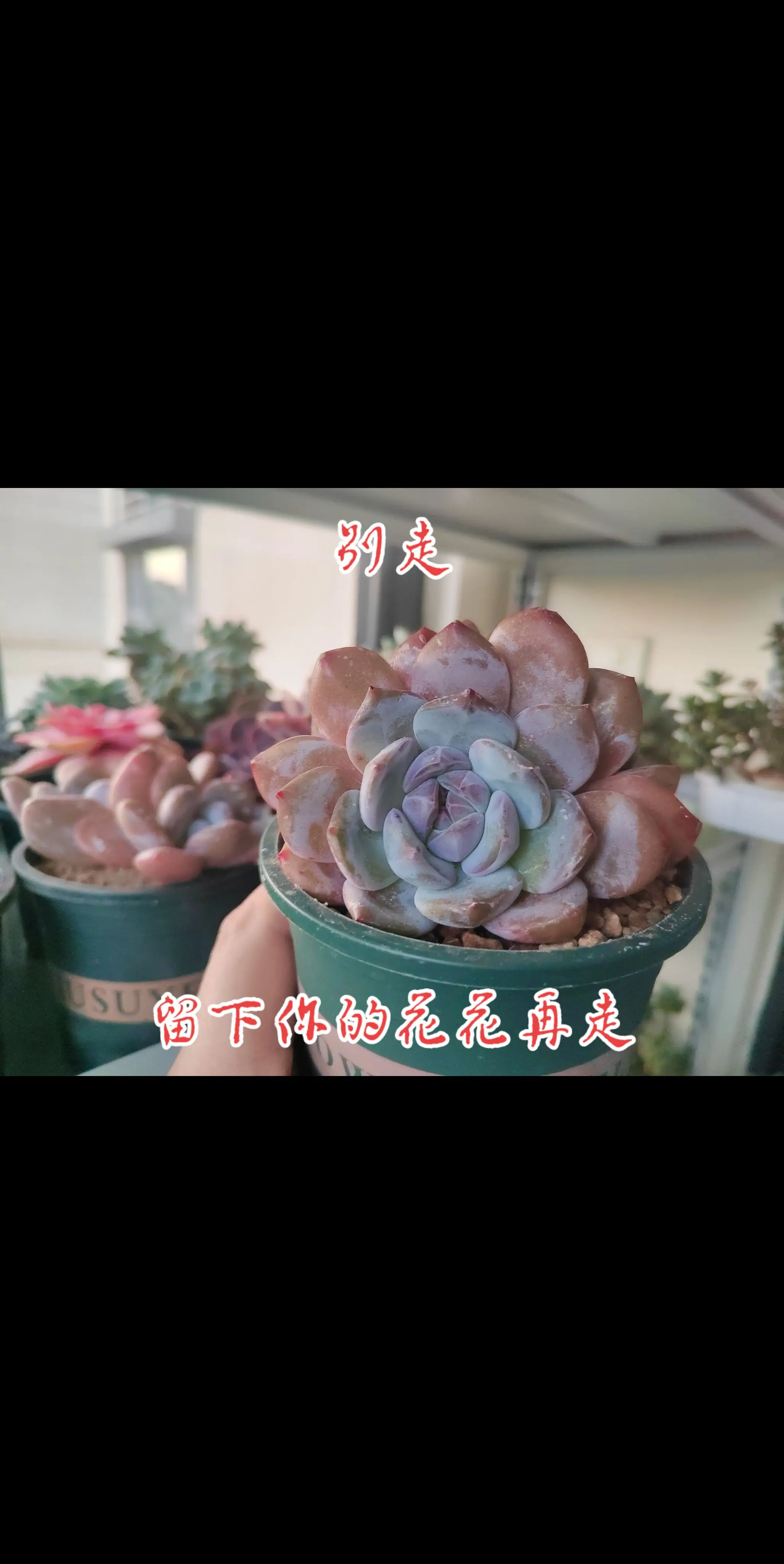 等等……留下你的心头肉再走！