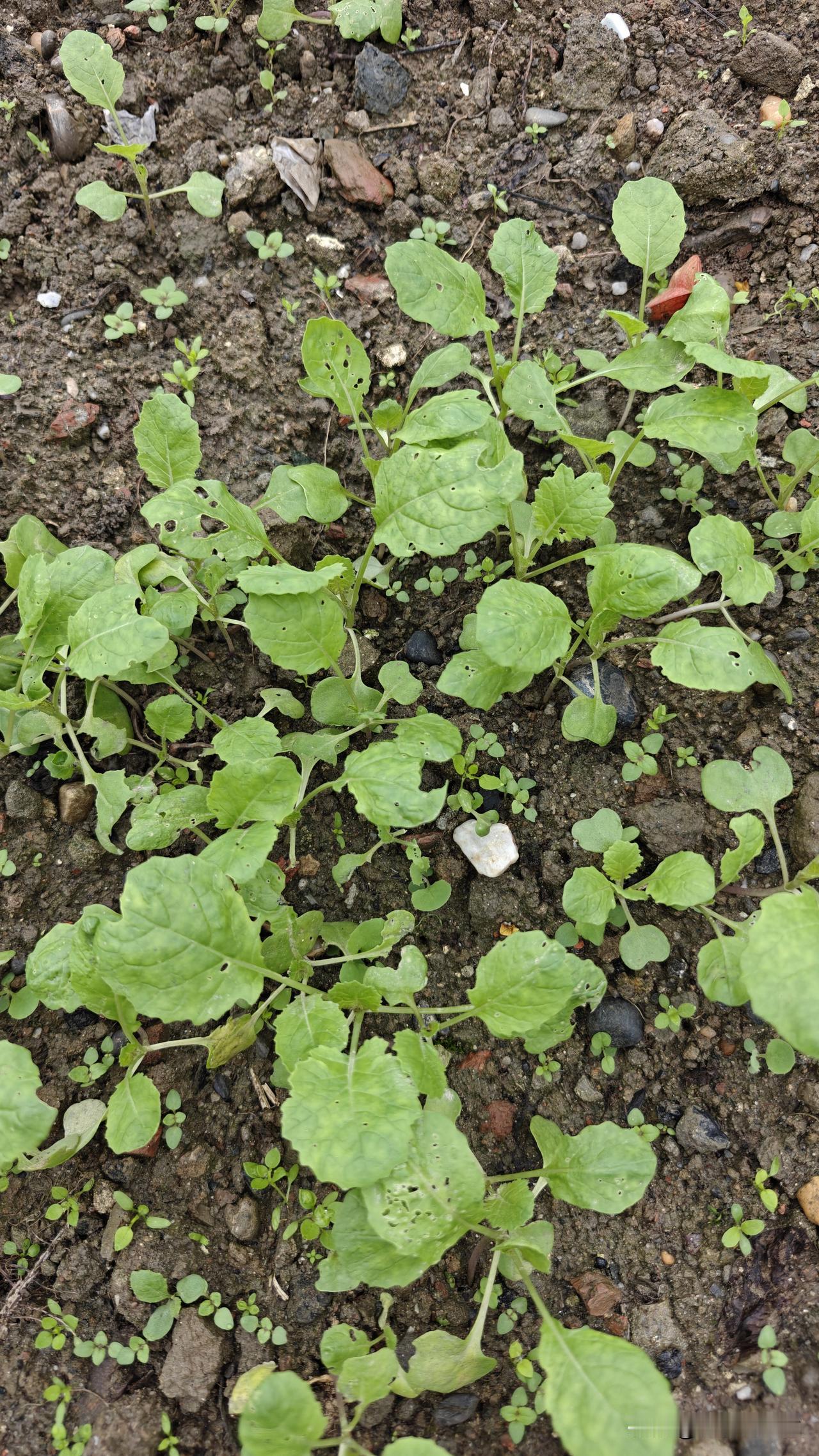 大薤山高庙村三组，十几户人家没有一户种油菜的。缘由很简单，奈何对付不了山上的朱雀