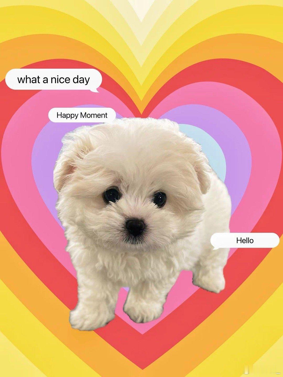 我肯定在几百年前就说过爱你~卷卷🐶 只是你忘了～ ​​​