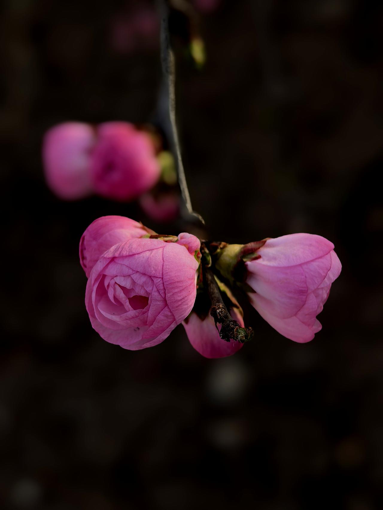 一枝怒放争春色，无叶桃红已十分，不为鳌头秀明艳，只待去年爱花人。分享随手拍下的花