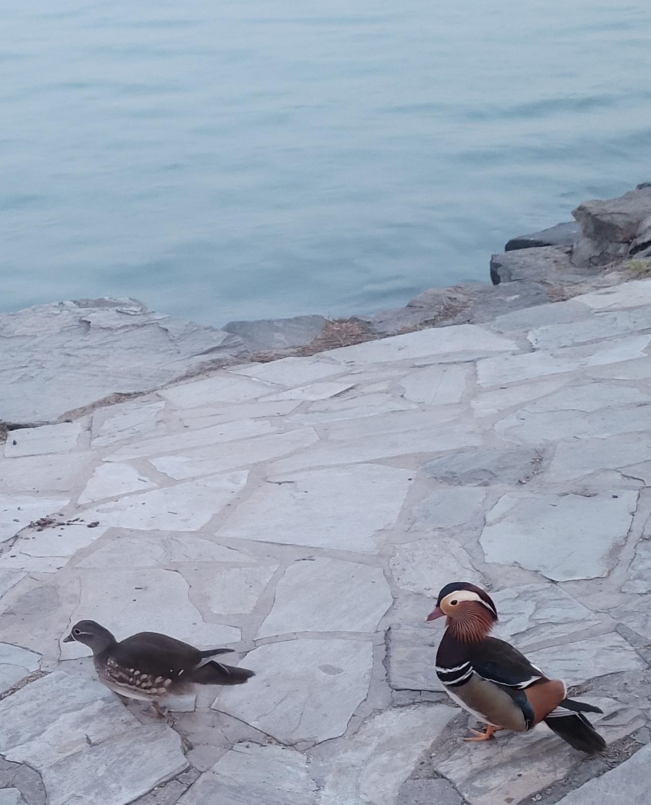 颐和园成双成对的鸳鸯，似乎比人类还多。

昨天和老婆逛颐和园西堤看早樱，发现一个