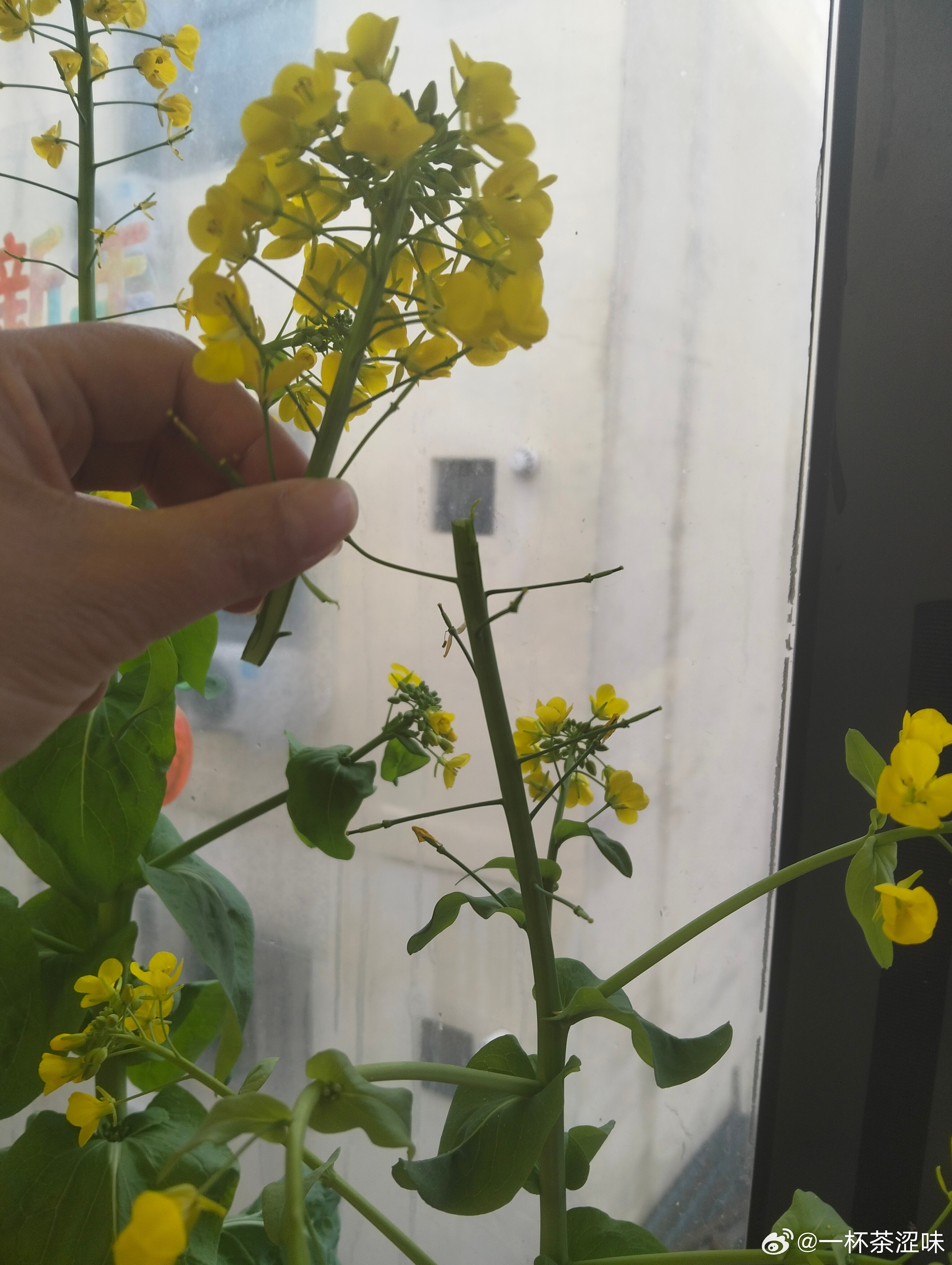 对不起亲爱的花花，我只是想好好欣赏你的美，可是你长得太高了，一弯腰折断了