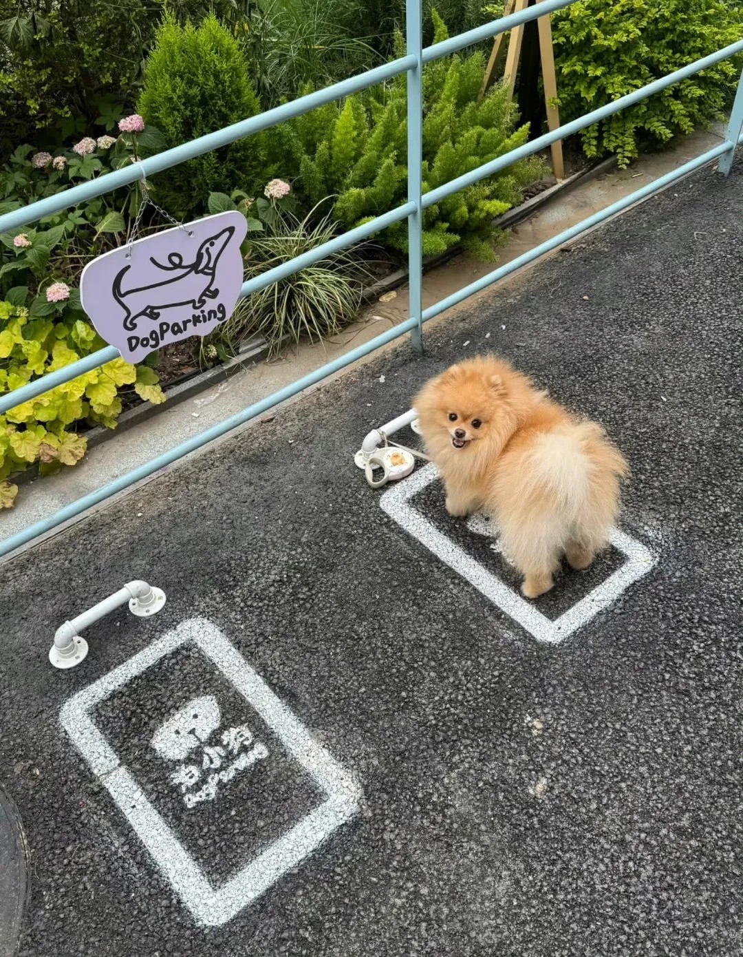 小狗停车场