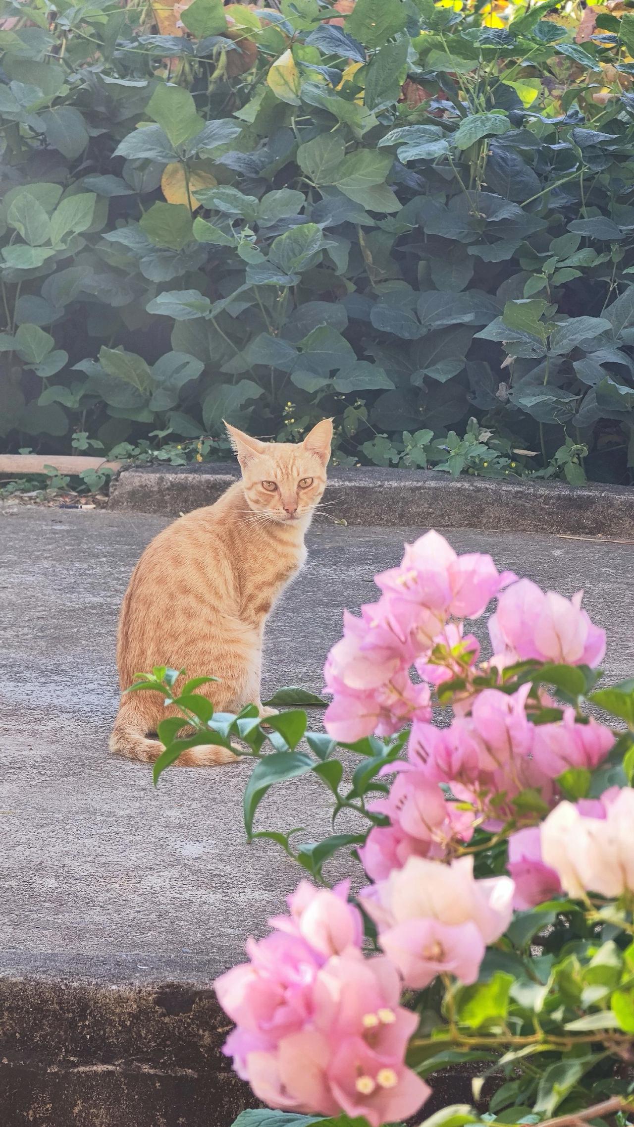 理想的生活状态就是不需要很多钱，有辆代步车，家人身体健康，种点花菜，养点鸡鸭，钓