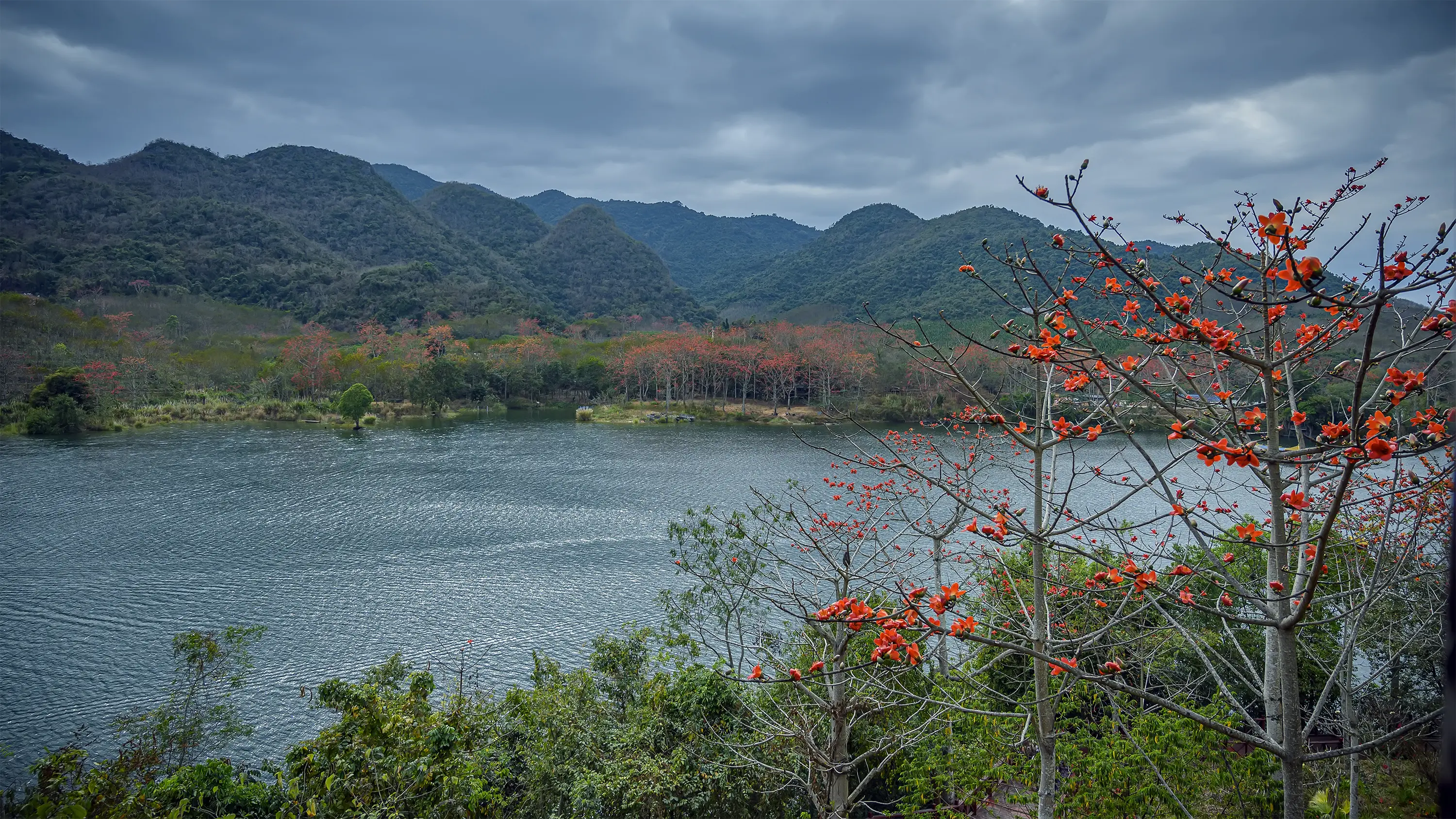 海南昌江木棉花。海南昌江黎族自治县素有“中国木棉之乡”的美誉，每年2月...