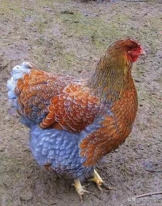 这只鸡是选美冠军🥇
它不是用来吃的，
听说是用来选美的，
邻居老大爷养了一只小