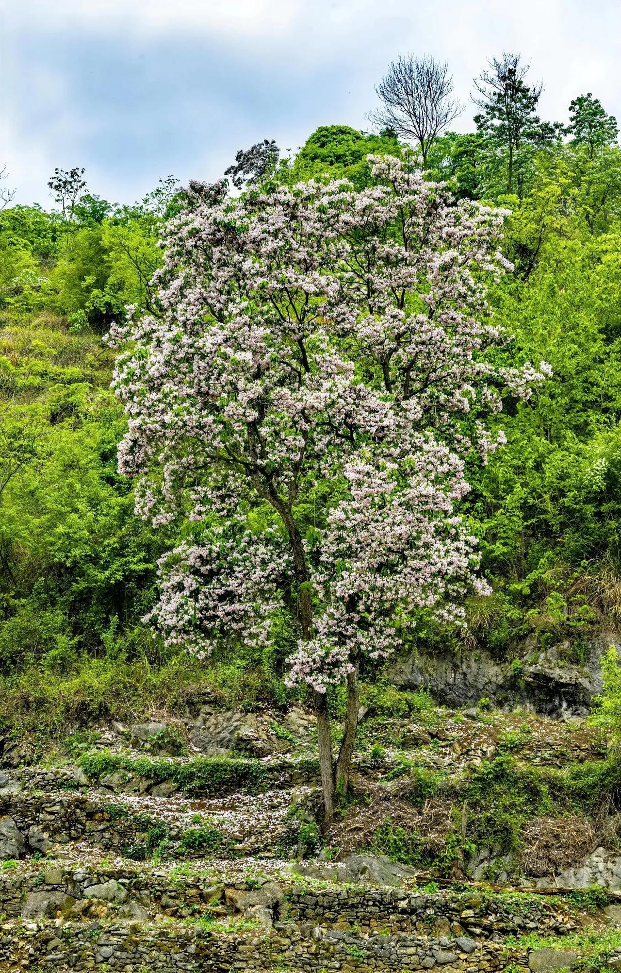 楸树遍山野，繁花满枝头。