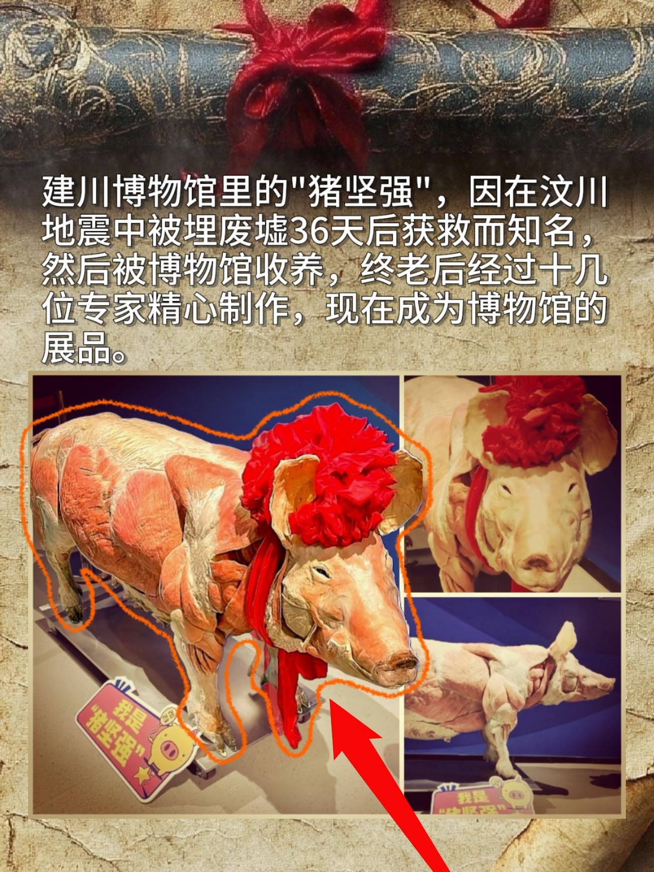 博物馆是家养猪。建川博物馆里的"猪坚强"，因在汶川震中被埋废墟36天后...