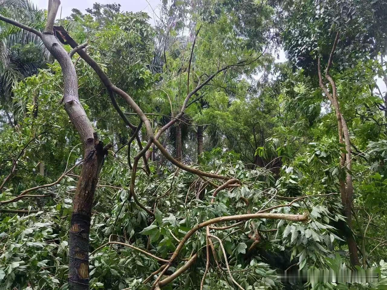 台湾未来的政策不如深圳，甚至不如海南，最普通的省。我的建议是划入福建省成为台湾市