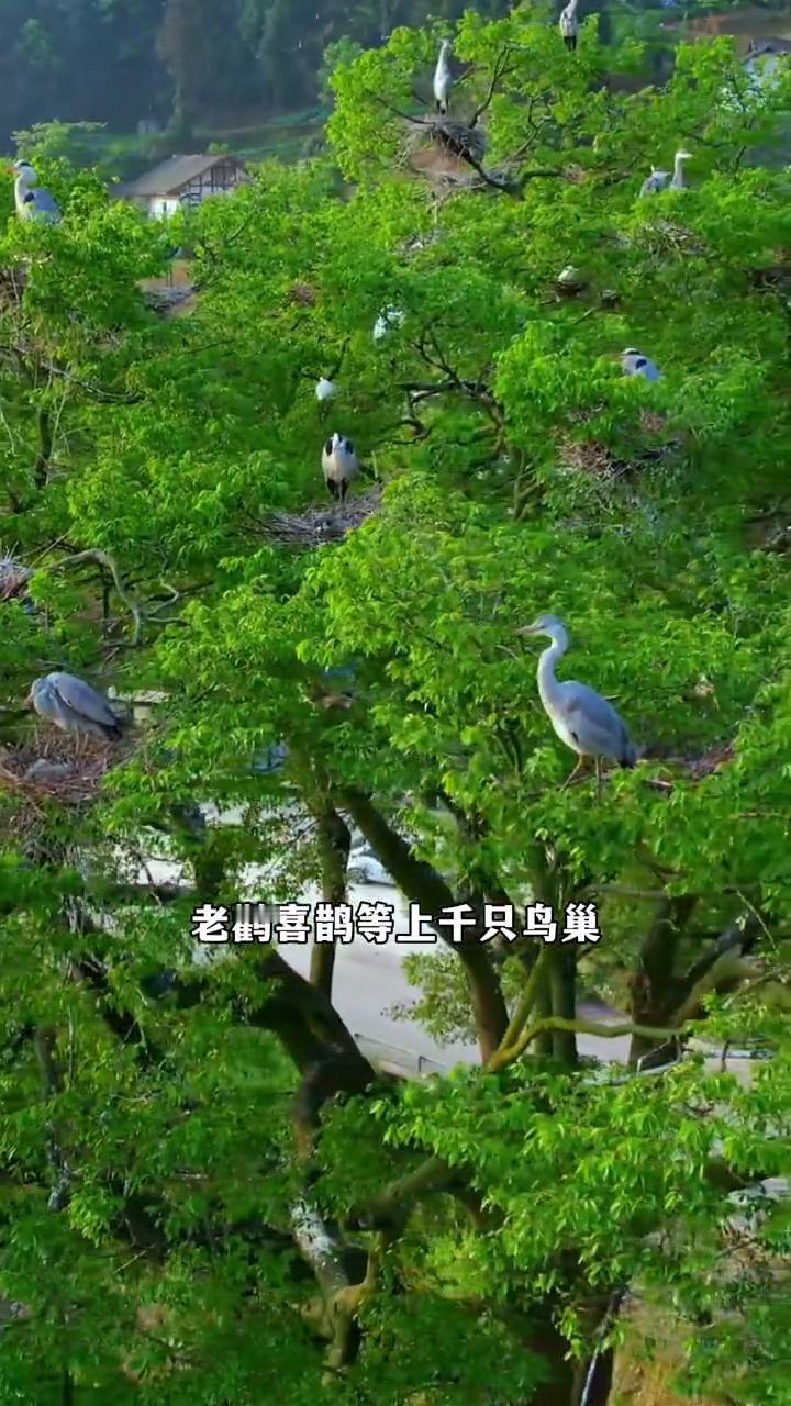 在四川的大山里隐藏着一颗神奇的古树，它树龄四百余年，三十米高的树干如晴天聚散，直