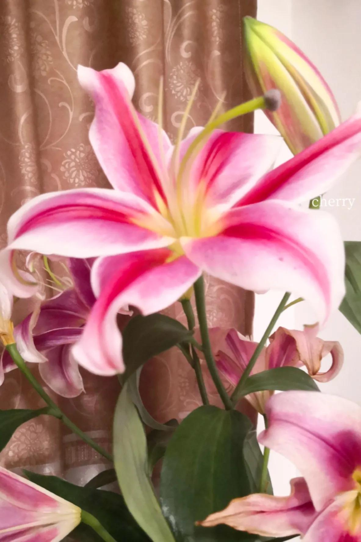 上联：紫粉娇花呈雅韵，下联您来写？
喜欢百合花的其中一个原因，是她名字好听，百合