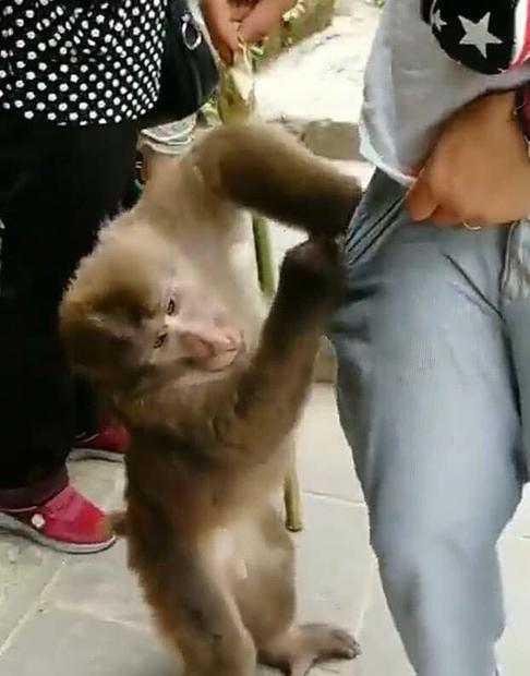 5月5日，贵州黔灵山公园，一女子游玩时突发奇想，测试猴子是否听得懂人话，于是，她