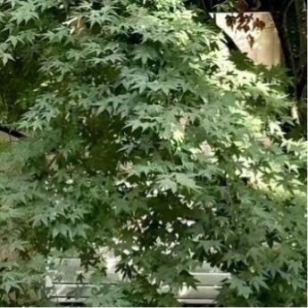 “我站在人潮中央，思考着日日重复的生活。我突然想，如果有一天，垂老和年轻都难以今