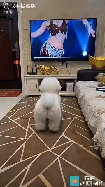 “这狗成精了！”一网友在家看电视，电视里有个美女正在跳肚皮舞。一旁的狗狗看到后立