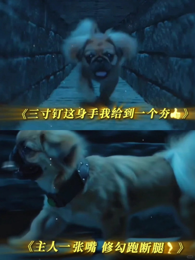 看九门想养狗的欲望达到了顶峰看完九门急头白脸的想养狗九门吴老狗与三寸钉一人一狗搭