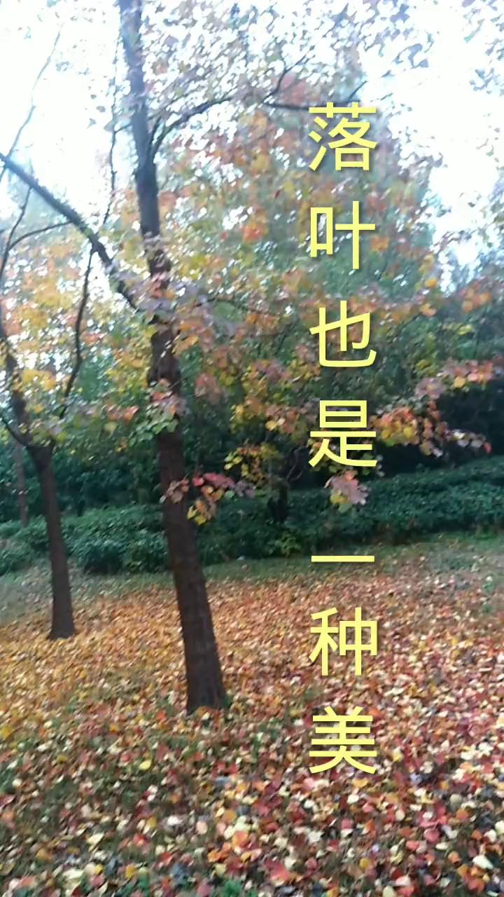 落叶也是一种美。
昨天郑州下了一场雨，树叶都落了下来，落叶也是一种美。公园里地上