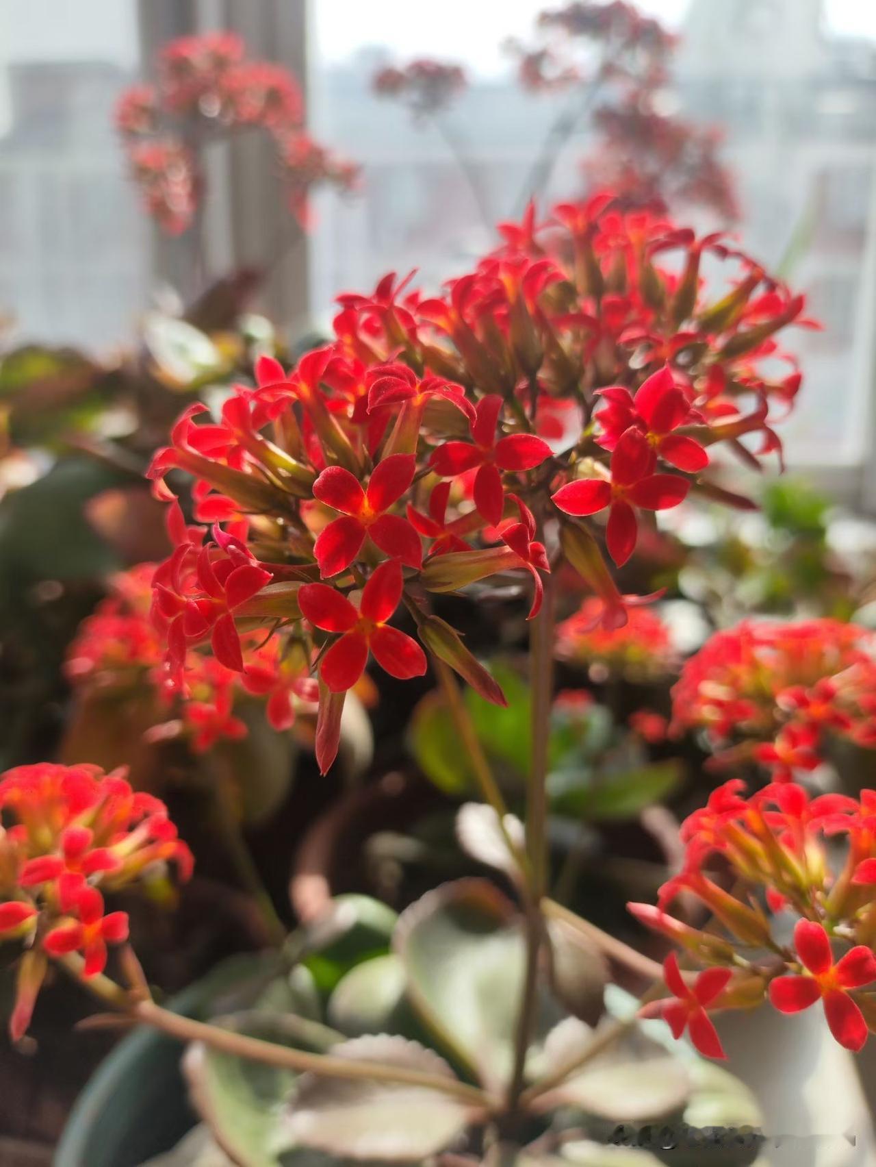 新年新气象，祝我的朋友们，新年快乐，身体康健，事业有成，财源滚滚来[庆祝][庆祝