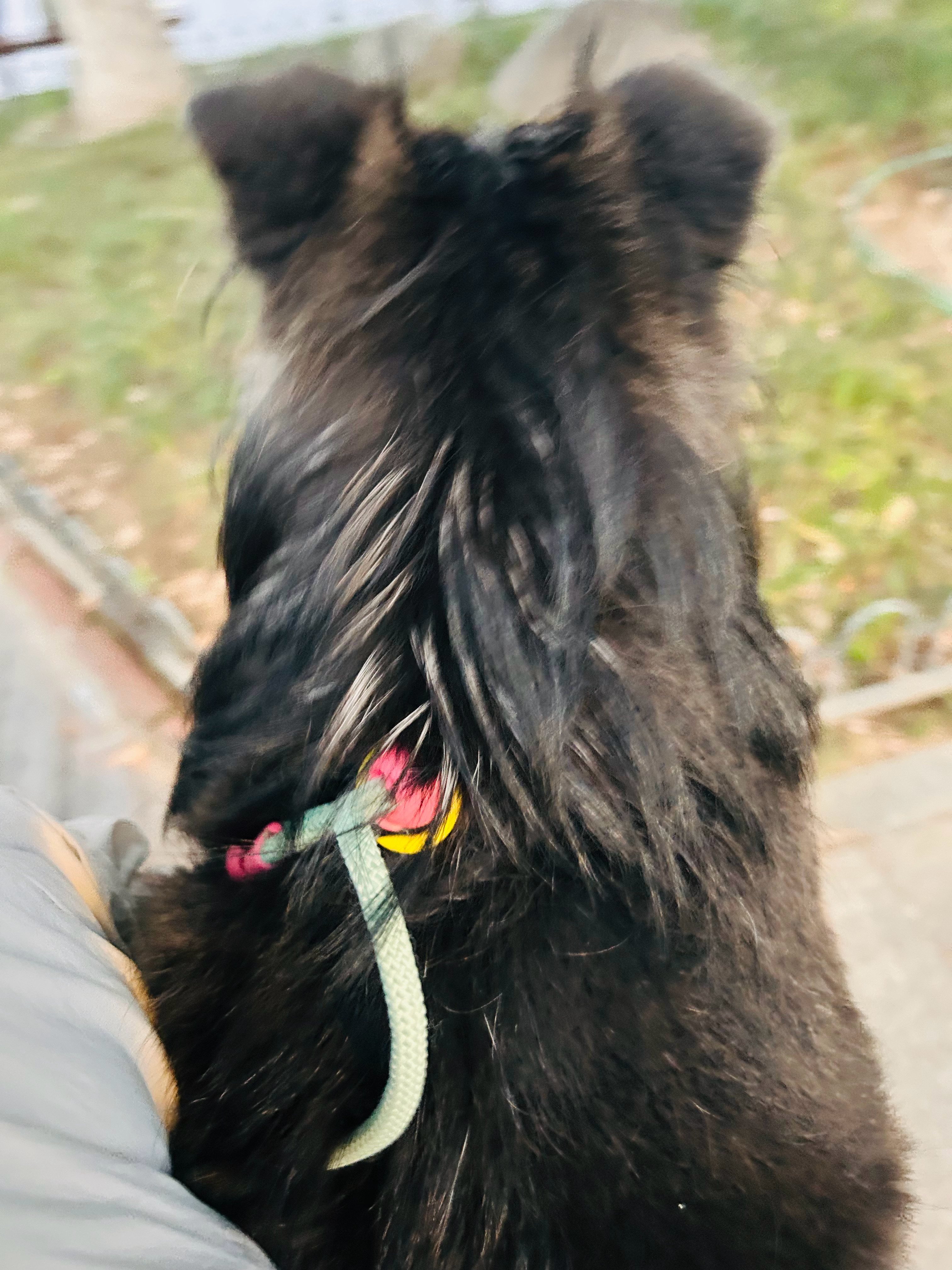 我有东张西望的小狗🐕❤️ 
