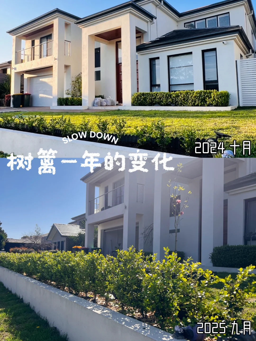 我家树篱种植一年的变化🌲🌲🌲