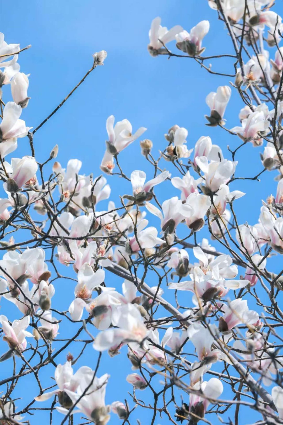 【潭溪山玉兰花开春意临】3月14日，山东淄博，蓝天为幕，玉兰花在潭溪山的枝头肆意