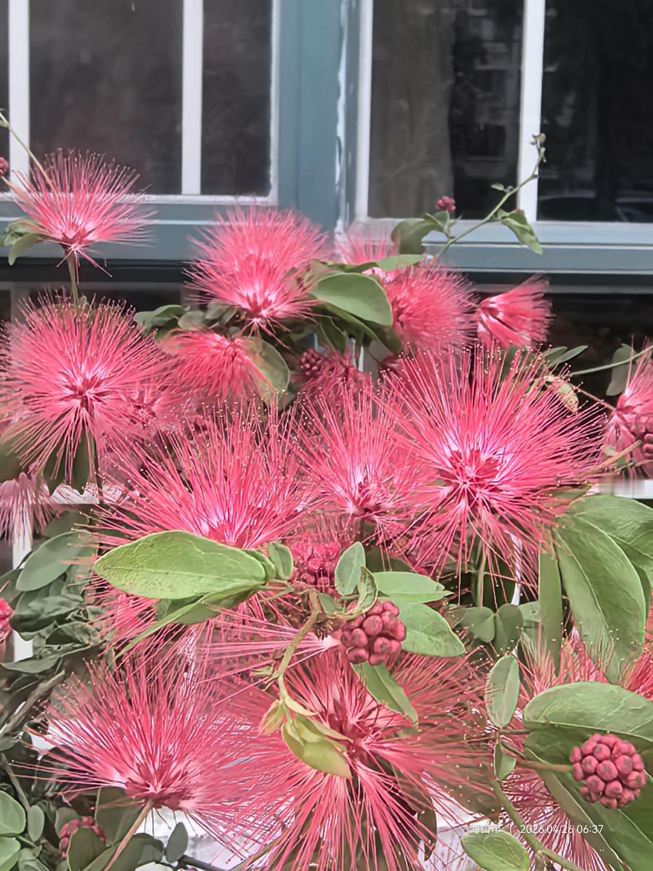 屋外新开一树花，
宛如笑面醉红霞。
醒来倚醉扬州梦，
欲揽春风到我家。