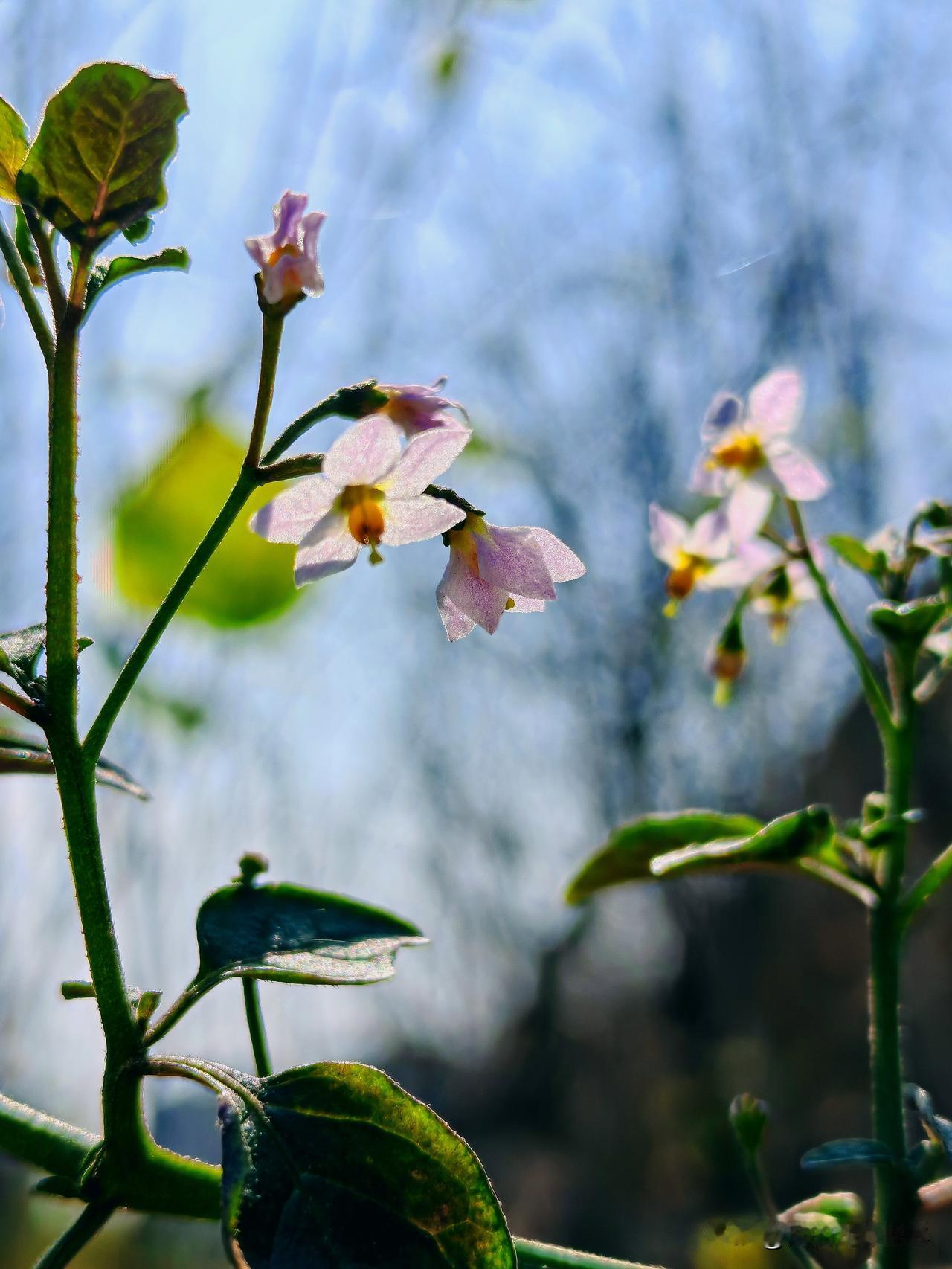 “ 路边的野花不要采”春日的美好，就藏在盛开的野花里。今天正午，春光乍泄，阳光洒