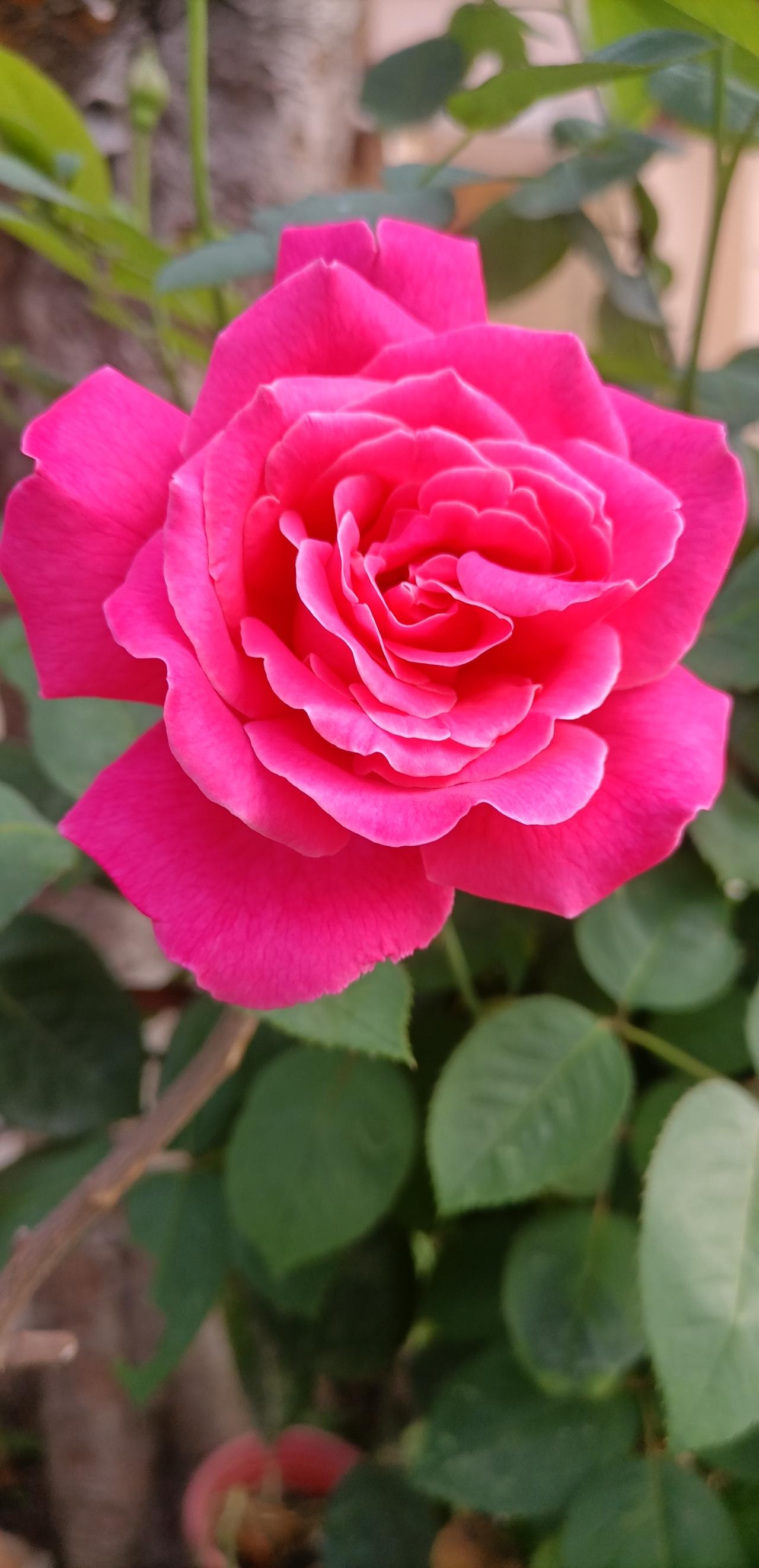 【夏之韵·漫谈“知足”】我的今日随笔
知足是一种心态，
知足一种人生修养，
知足