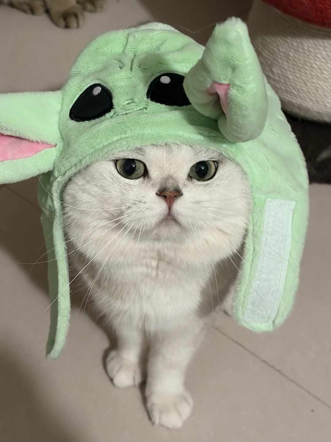 谁家小猫这么可爱啊！