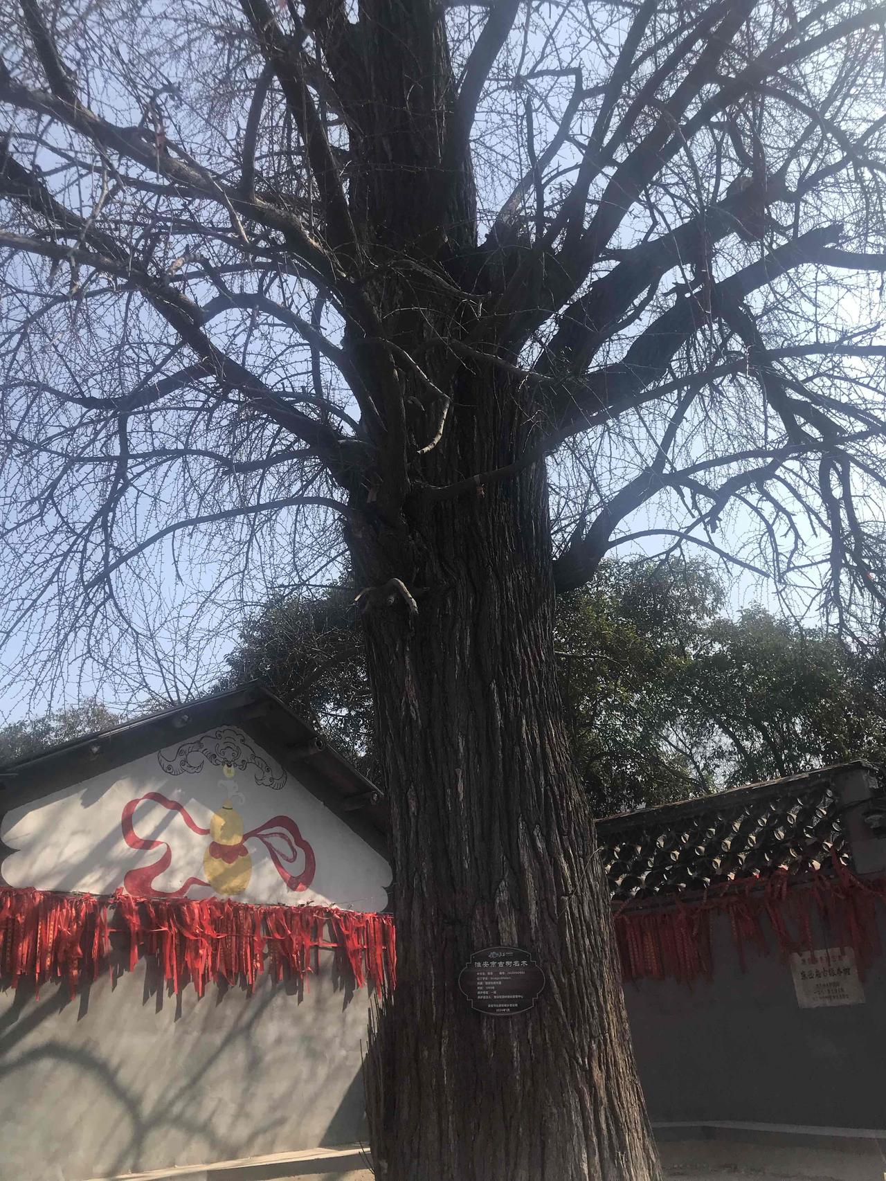 过年期间去淮安游玩，一定要去东岳庙看看那两颗千年银杏！
东岳庙始建于唐贞观年间，