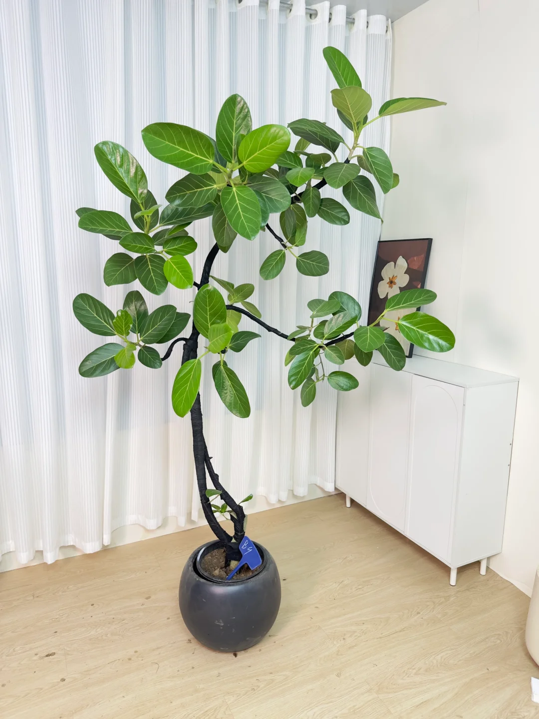孟加拉榕盆栽🌿室内绿植首选