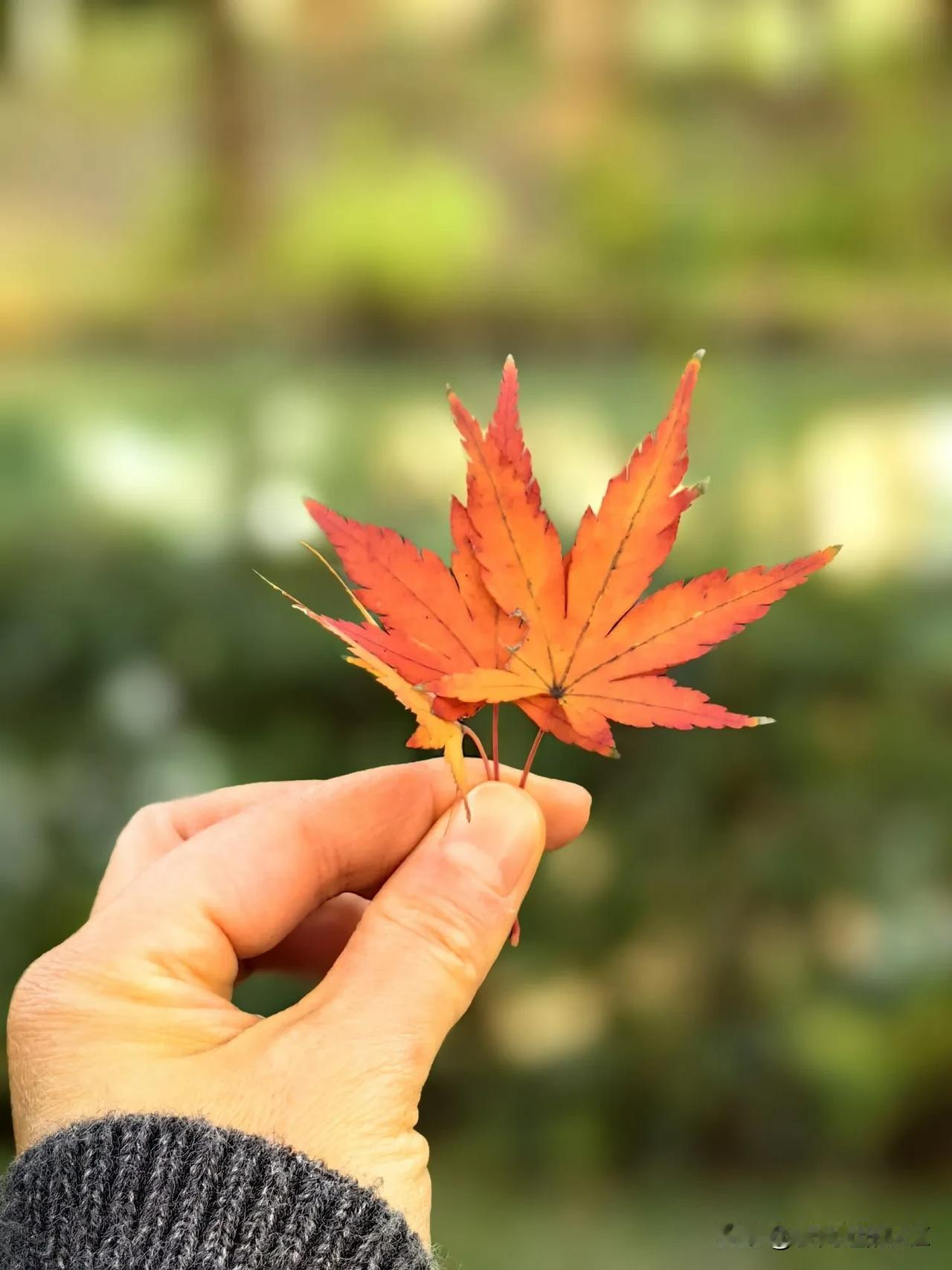 虽然对鲨鱼的喜欢是第一位的
但是也很喜欢鳗鱼
希望她俩早日实现自己的梦想