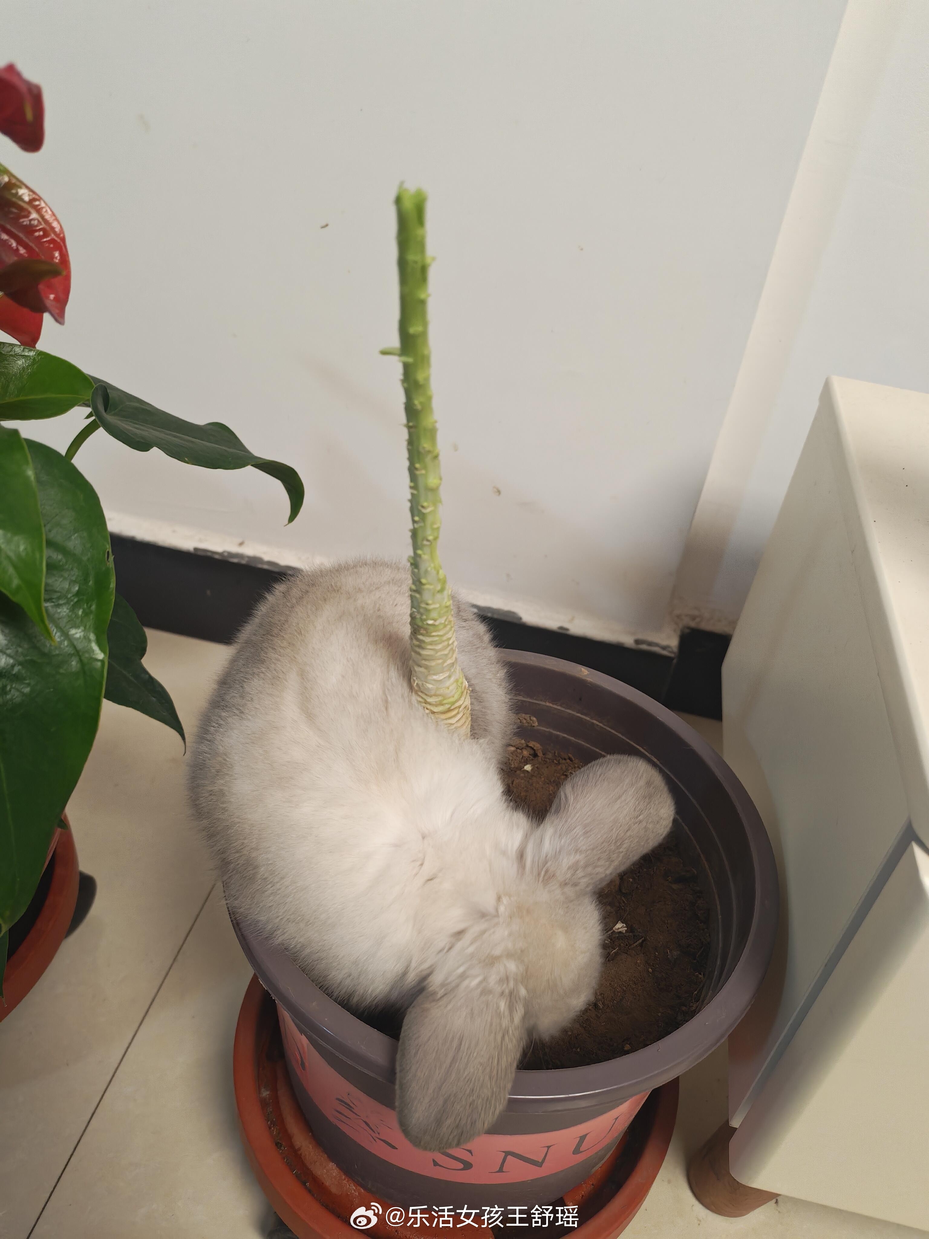 绿植人养兔子等于养了个割草机笼子一打开就自动开启除草作业目光所及一切绿色叶子都将