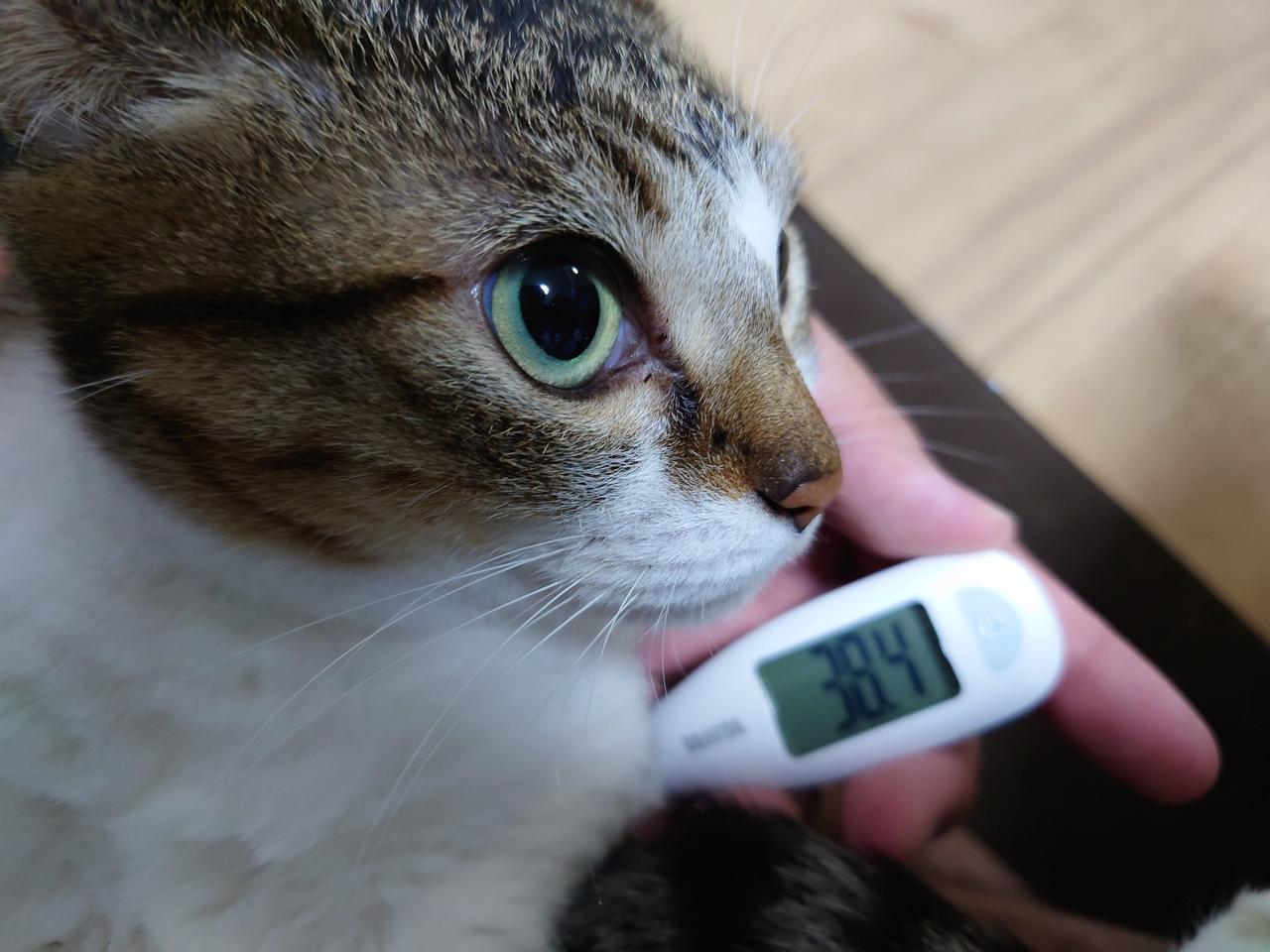 原来还有这招！日本一名饲主养了一只白底虎斑猫「Neko（トさん）」，这天他突然不