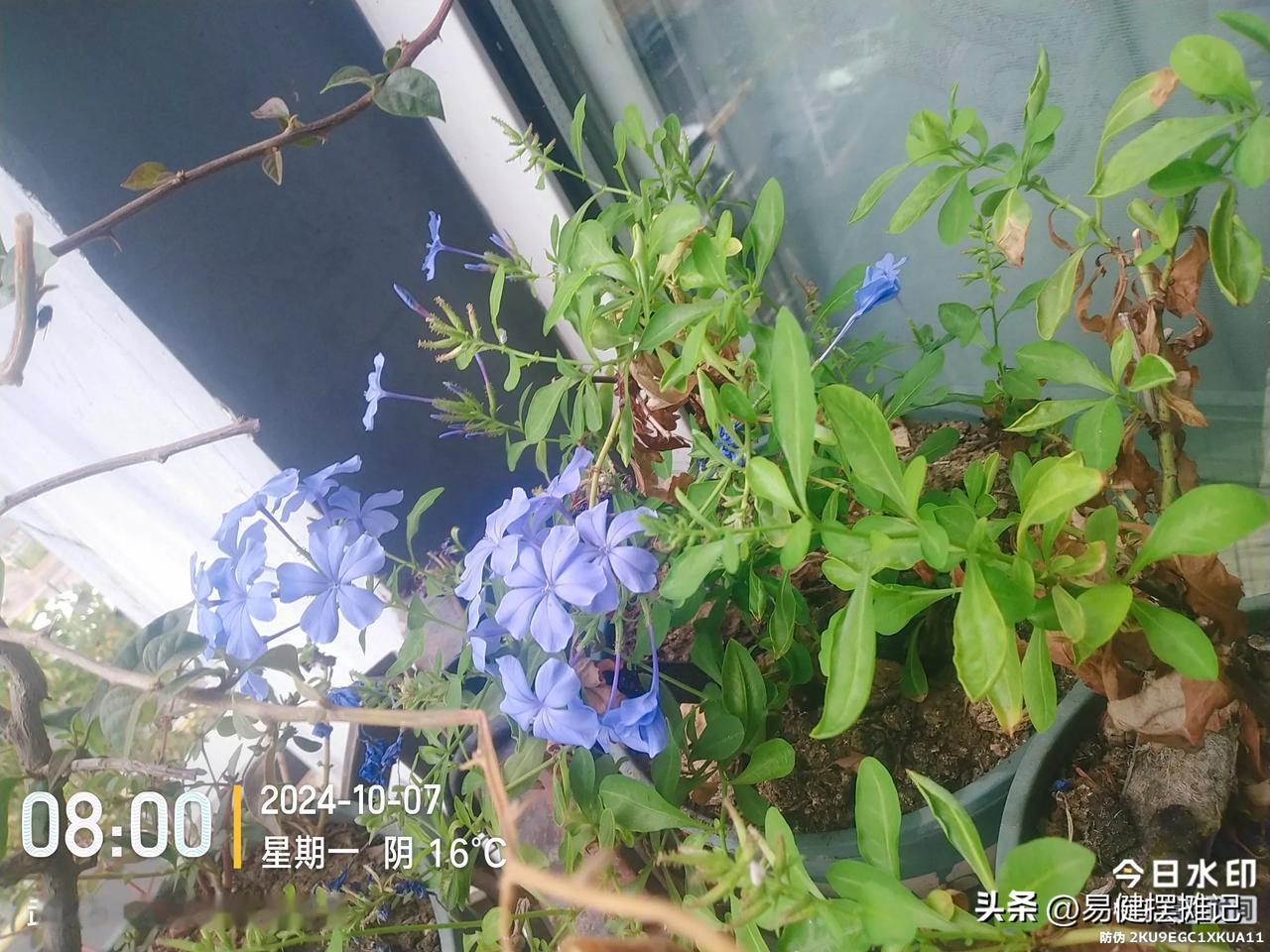 皮实好养的蓝雪花，也怕了今年漫长的夏天
对爱好养花草的人来说，冬天和夏天总要面对