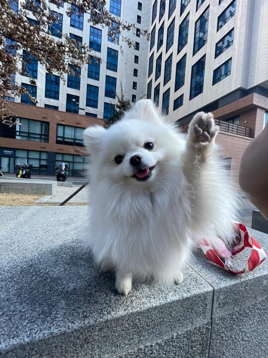 hi人你好 我是狗