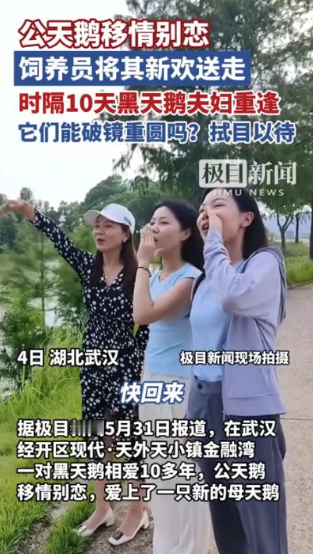 “万物皆有灵！”5月31日，湖北武汉，一只公天鹅和一只母天鹅相爱10多年，谁料，