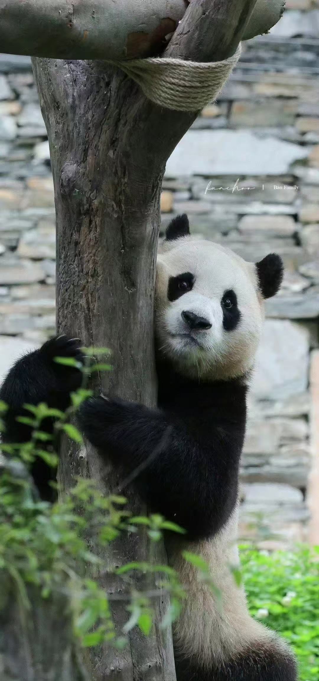 他悠然自得，踏着竹林韵律，毛色黑白相间，萌态可掬。竹林王者，每一步都书写传奇，萌