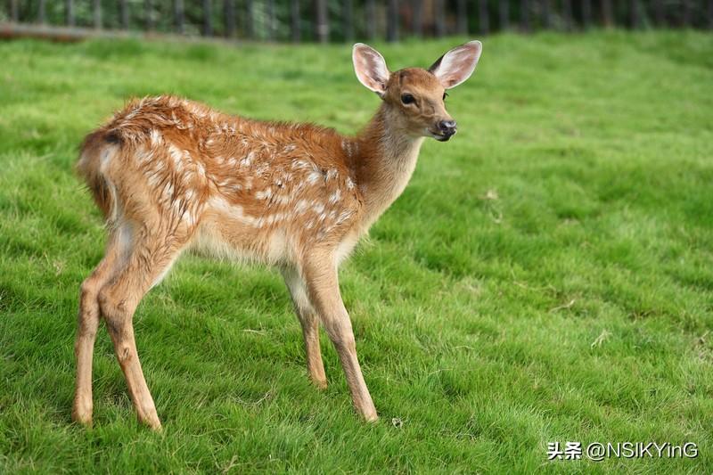 生活细碎，万物成诗。今日份温柔已送达。