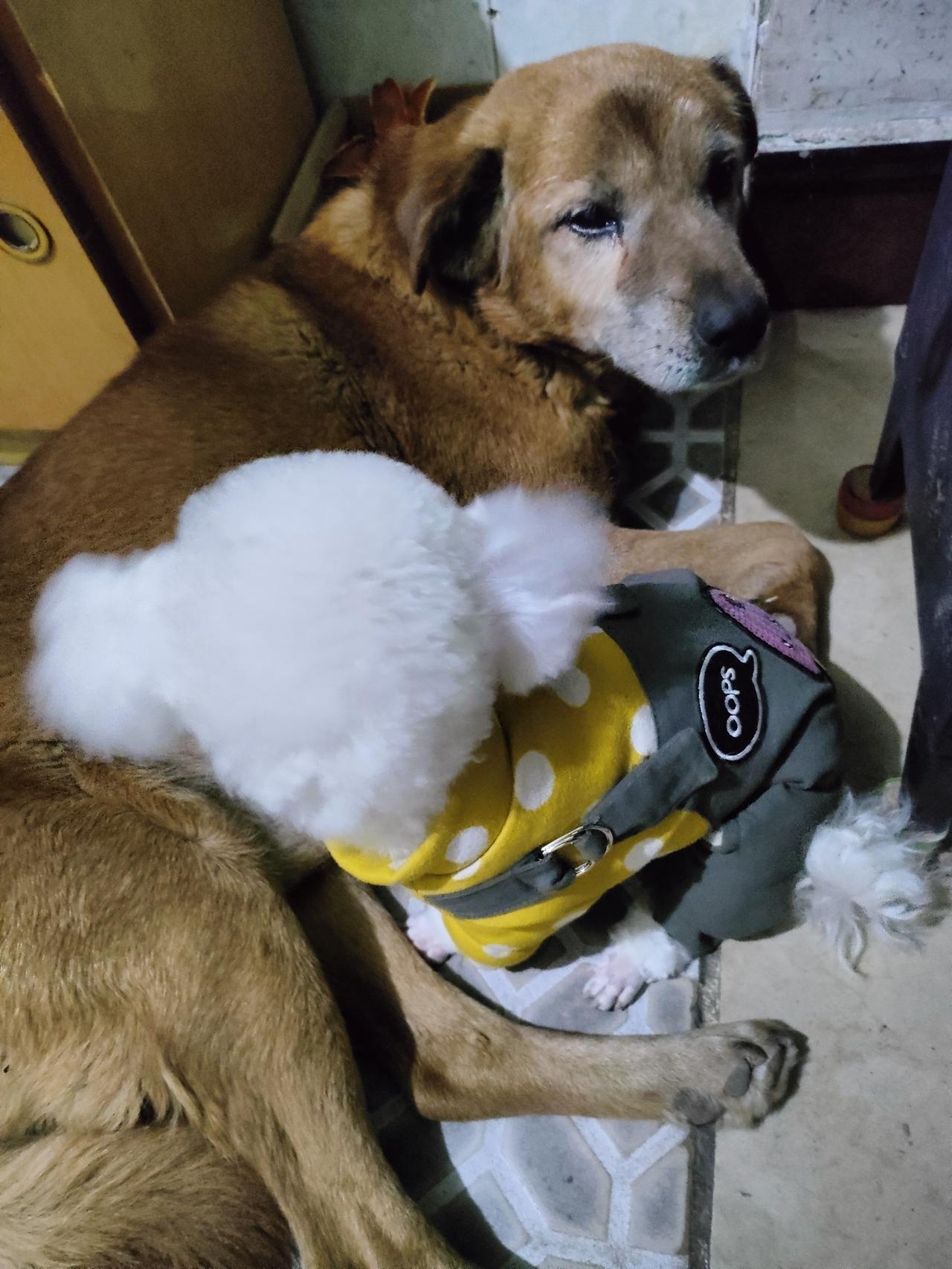 老犬的体温是暖烘烘的岛，小绒球把自己蜷成软云，在这方角落，时光都变得，像被毛茸裹