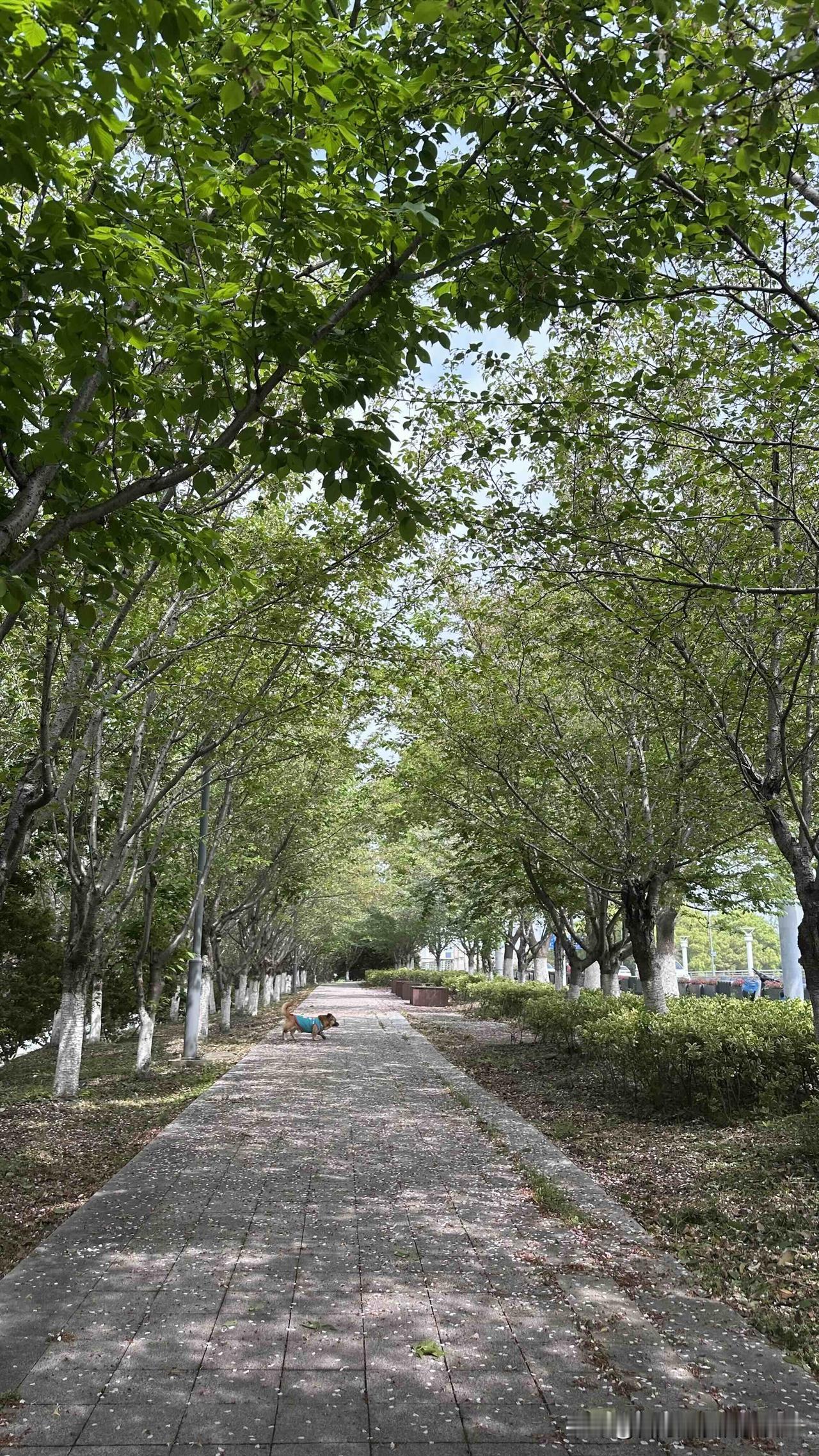 台北人在苏州、苏州的春天美得像画，但这幅画对我这种过敏体质的人来说，却是带着不间