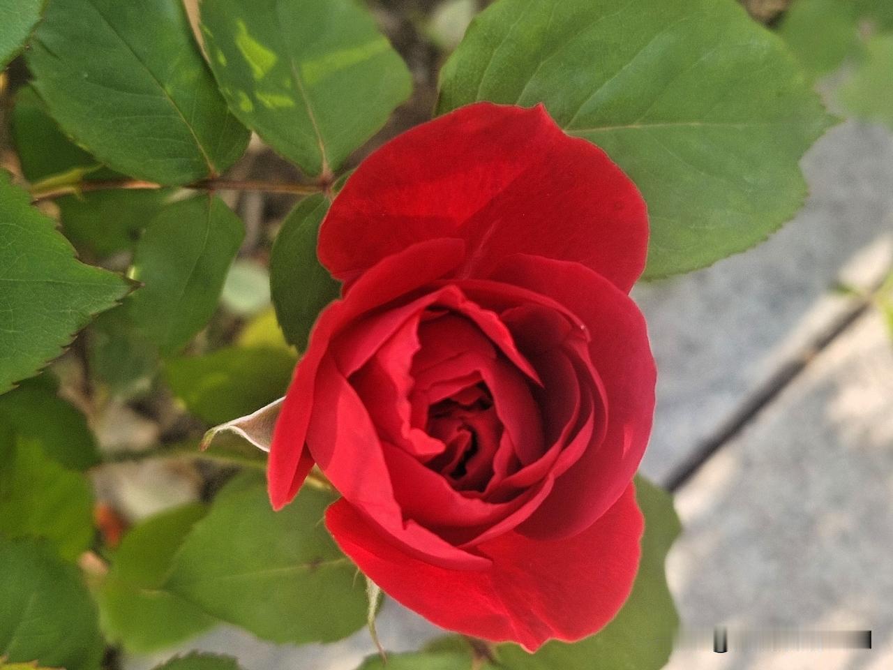 红花点点娇，对上联

上联：黄叶片片糙
下联：红花点点娇

终生坚持作品原创的人